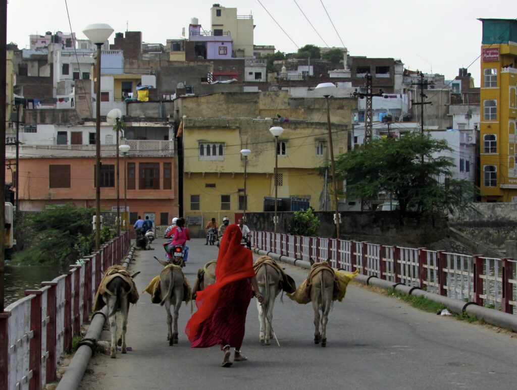 Pastoreo en Udaipur