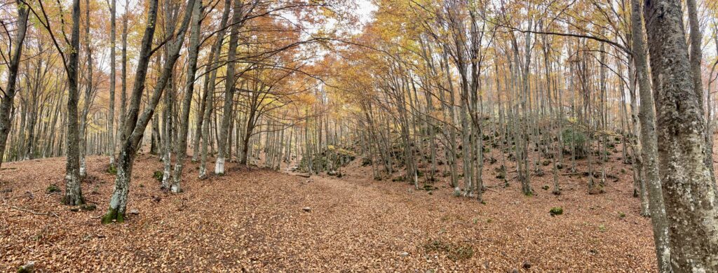 Colores de otoño