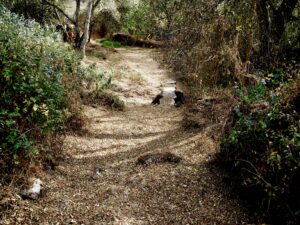 Un camino de baldosas amarillas