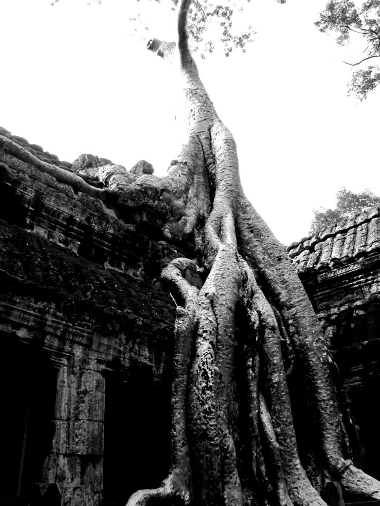 Raíces en el templo de Ta Prohm