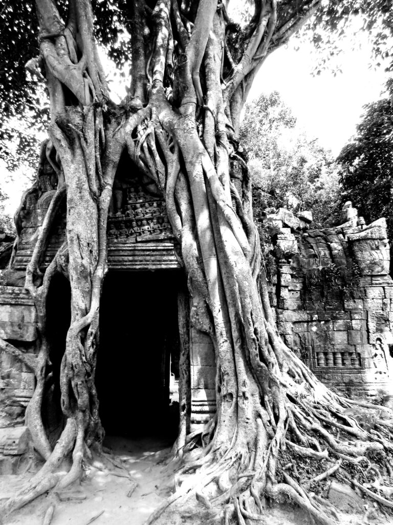 Ta Prohm bajo la selva