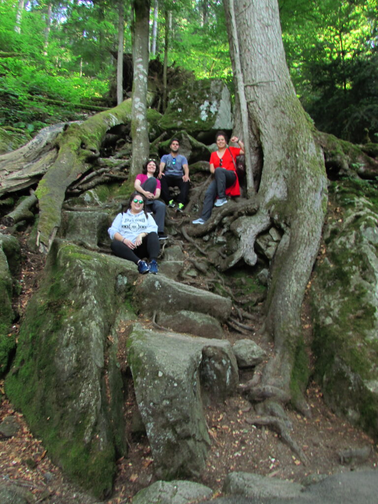 Pollitos en la Selva Negra
