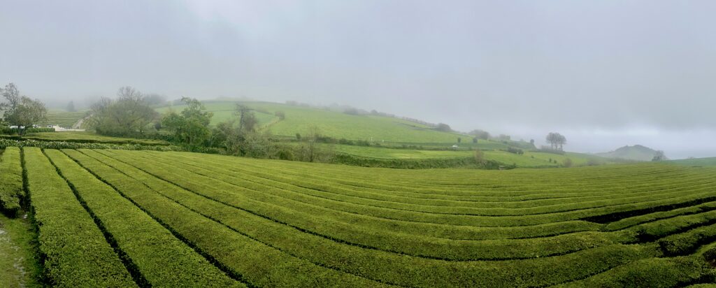 Plantación de té Gorreana