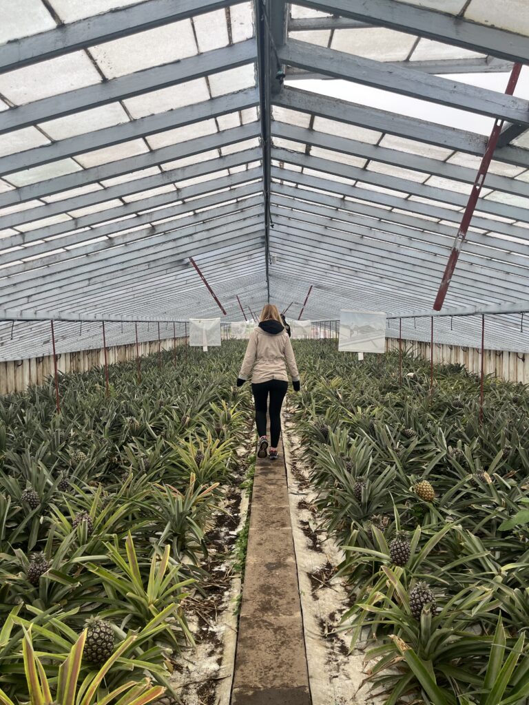 Plantación de piñas en São Miguel