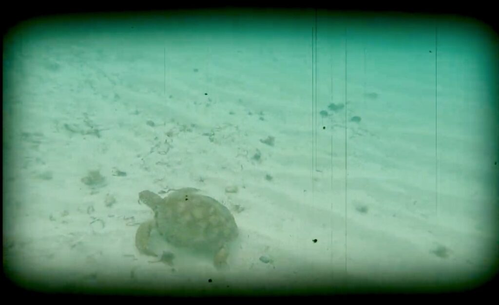 Nadando con tortugas