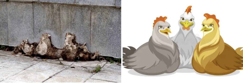 Yo veo tres gallinas…