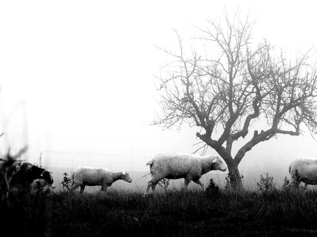 En enero, cada oveja con su cordero