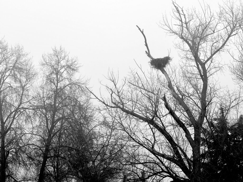 Si en enero la cigüeña para, la nieve será rara.  