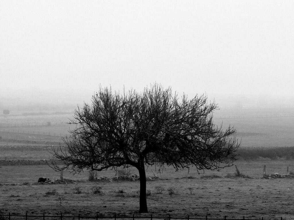 La mejor encina fue bellota chiquitina