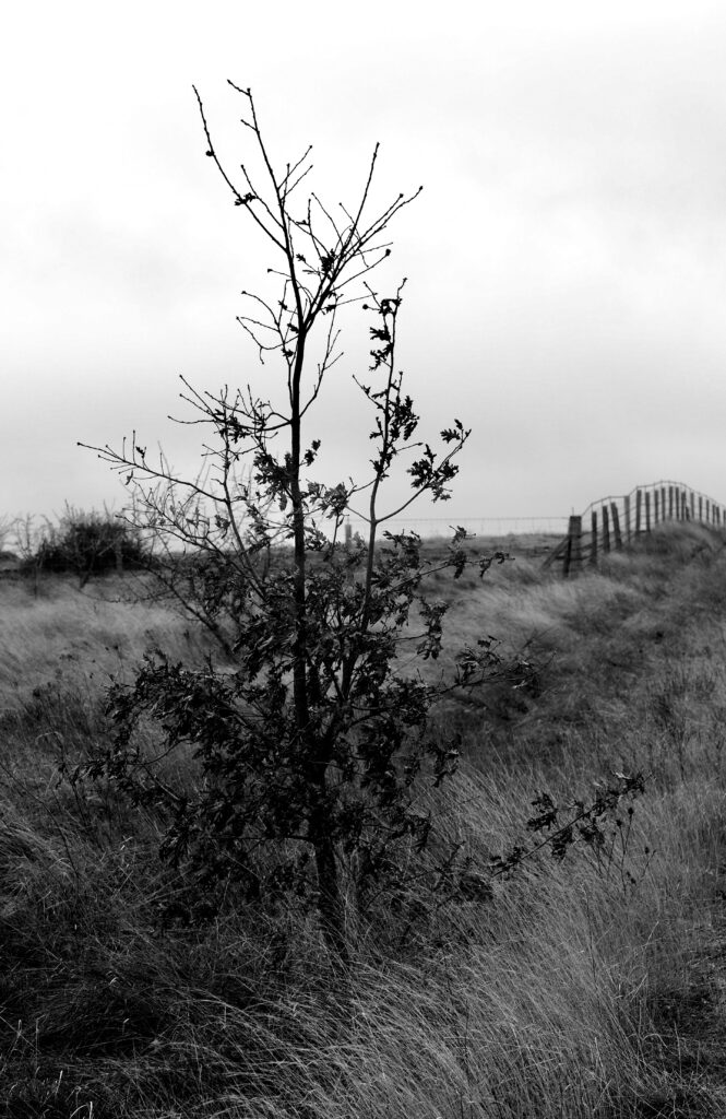 Nieblas de enero, lluvias en mayo