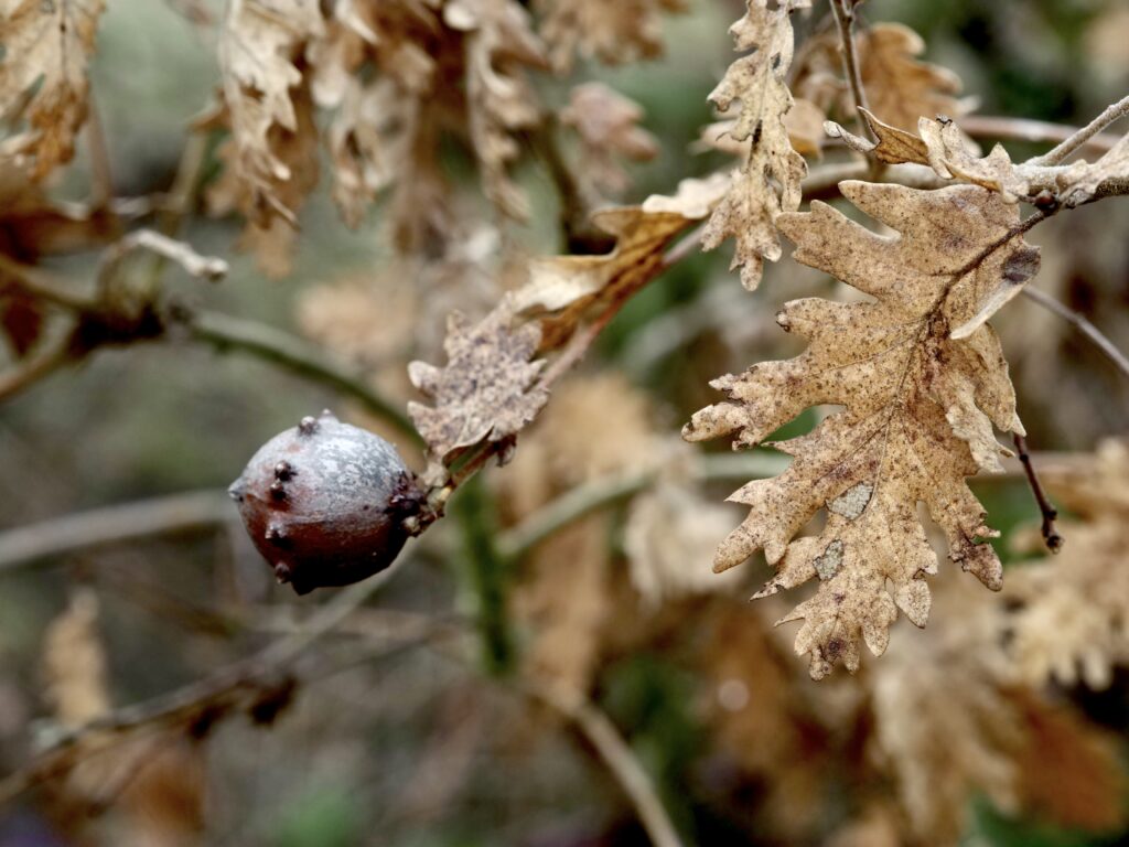 De tal palo, tal astilla