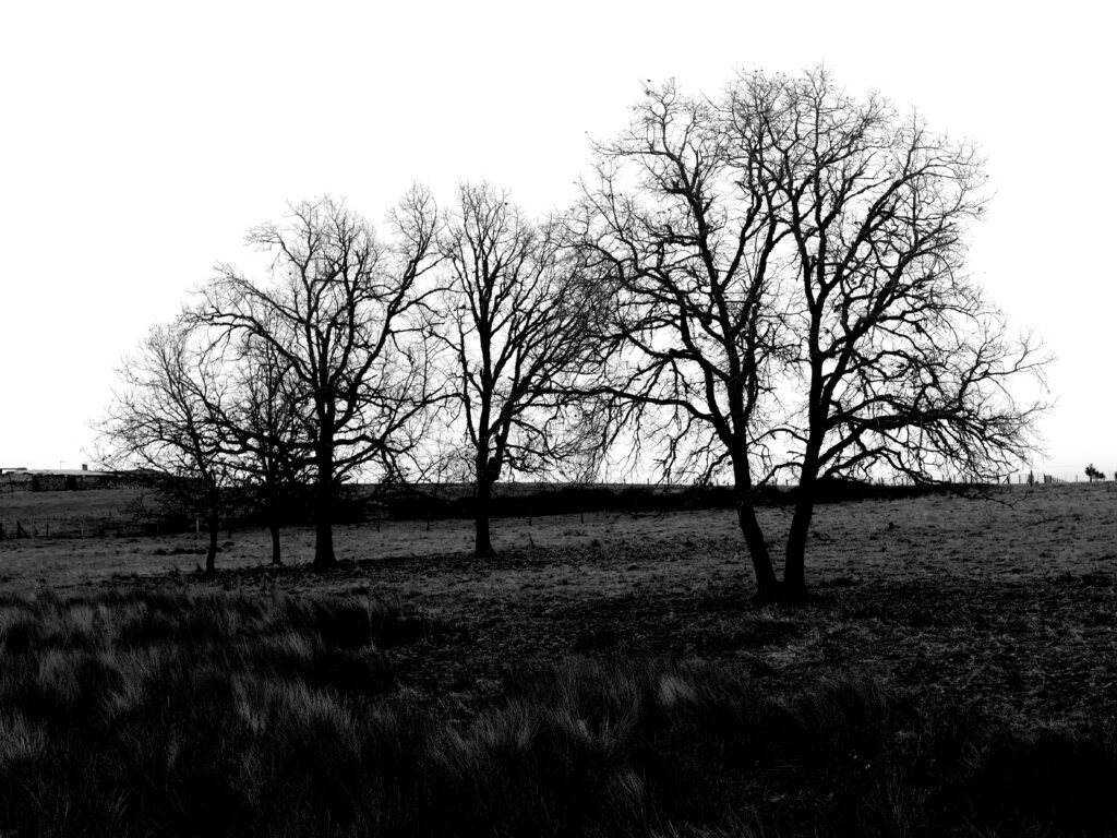 Enero, el mes primero, si viene frío, es buen caballero.