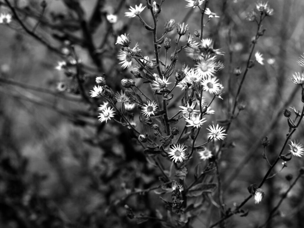No hay luna como la de enero ni amor como el primero.