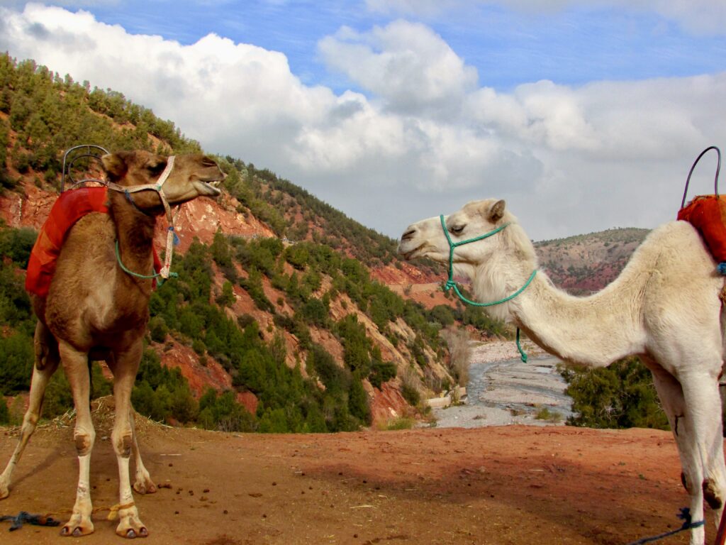Camellos en el valle del Ourika