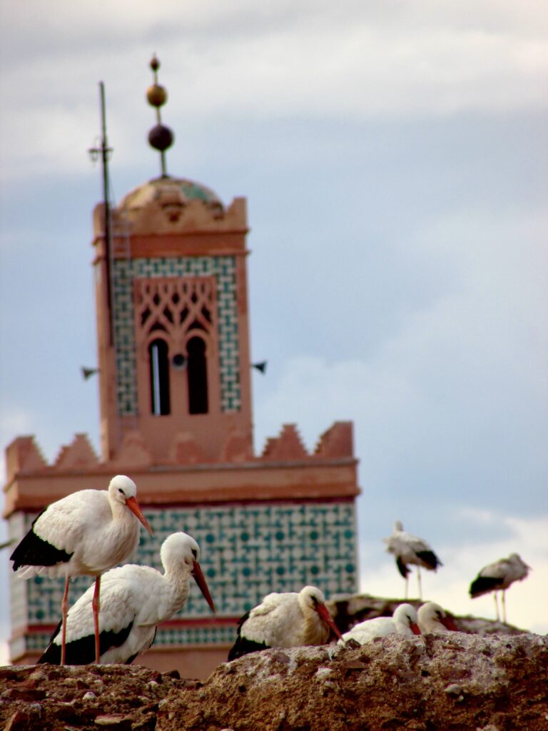 Rincones de Marrakech