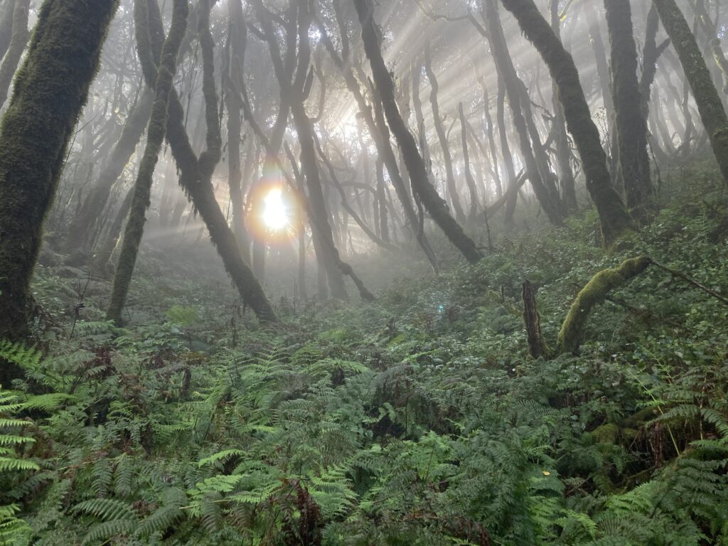 Parque nacional de Garajonay