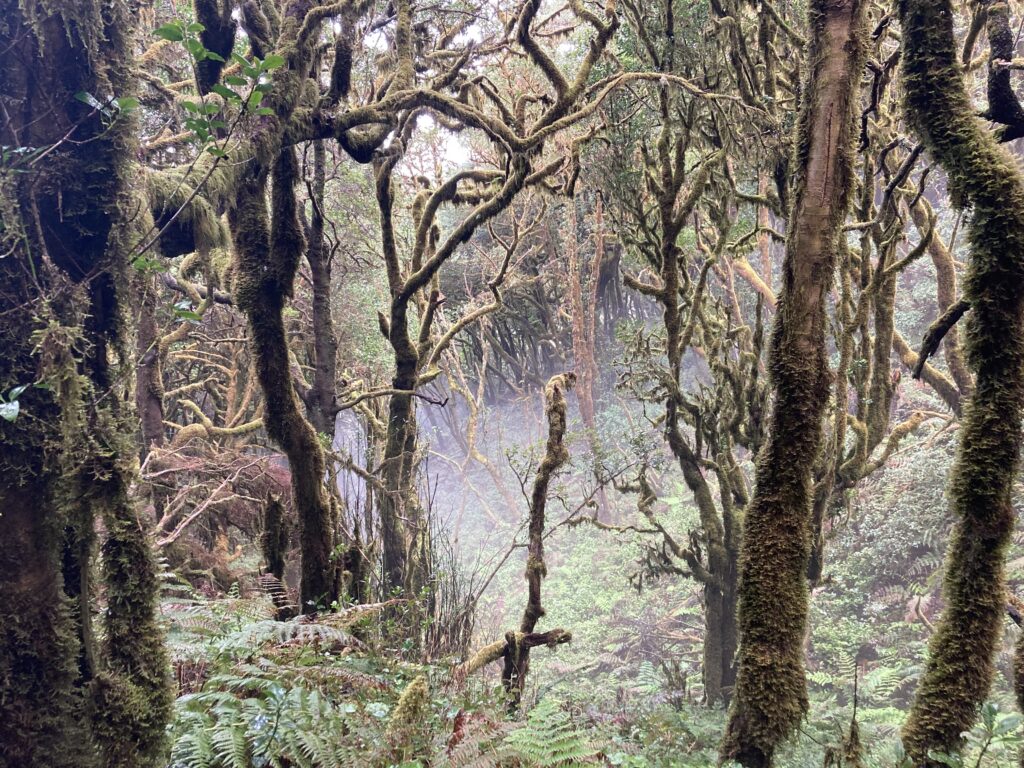 Bosque de laurisilva en Garajonay