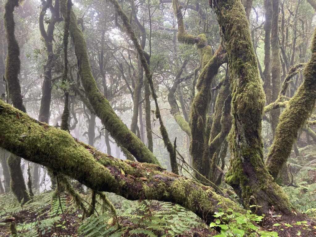 Parque Nacional de Garajonay