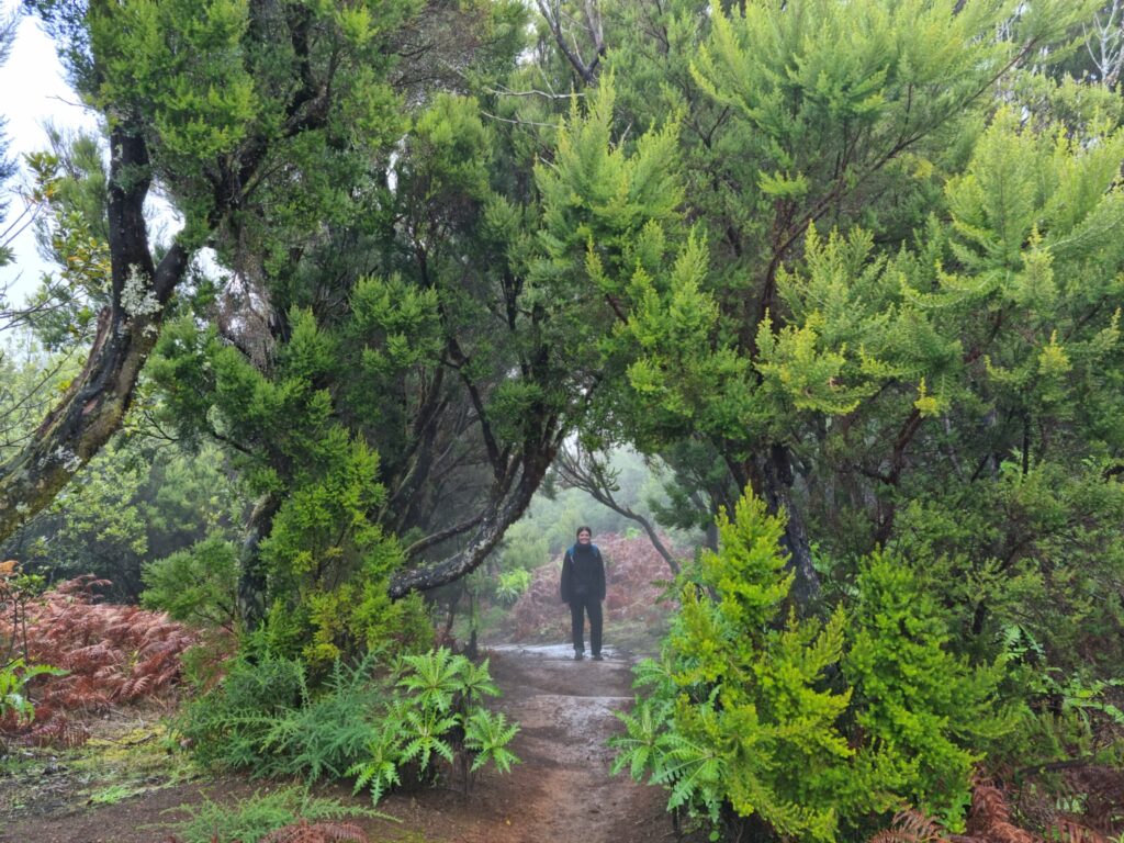 Senderismo en Garajonay