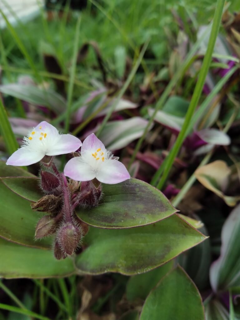 Retrato tercios-Marga