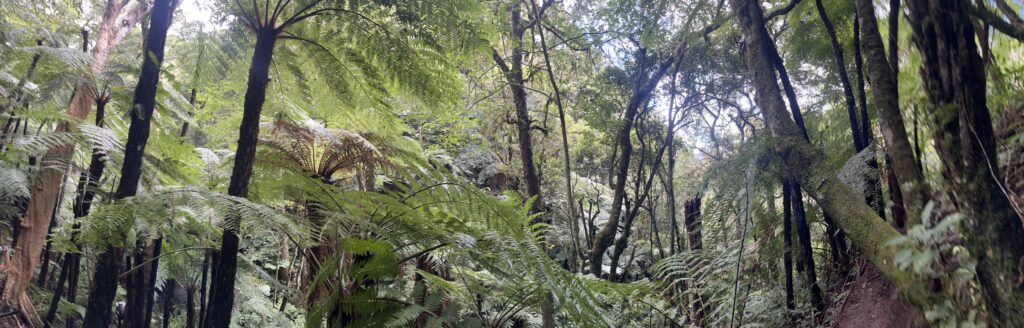 Bosque de helechos gigantes