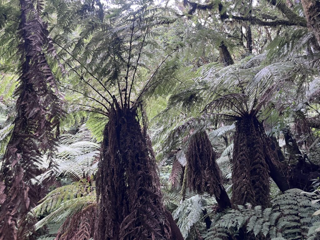 Bosque de helechos gigantes