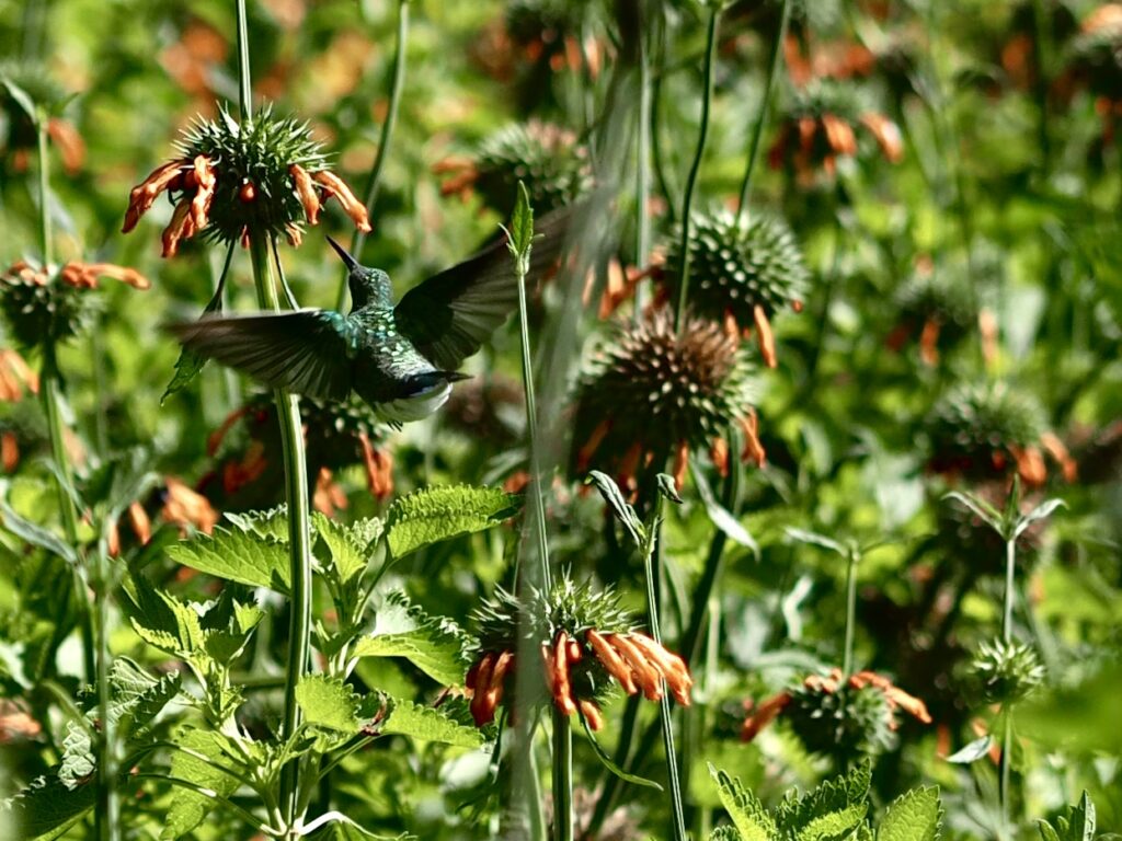 Refugio de colibríes en Samaipata