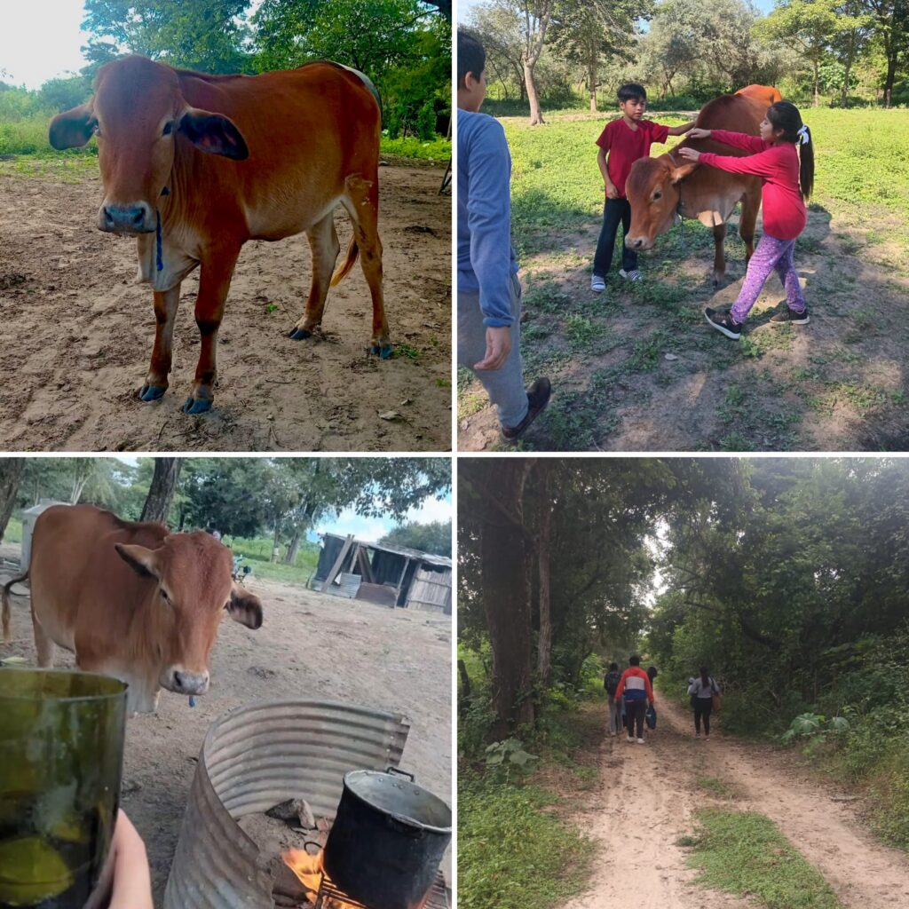 La vaca Juana