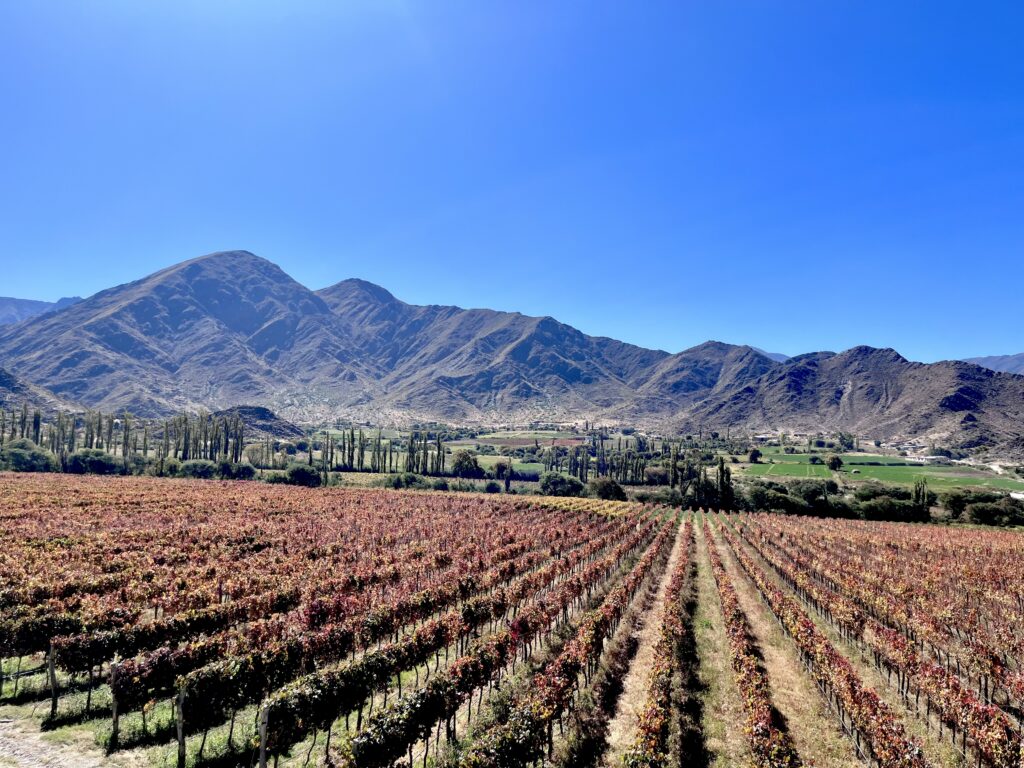 Viñedos de los valles calchaquíes