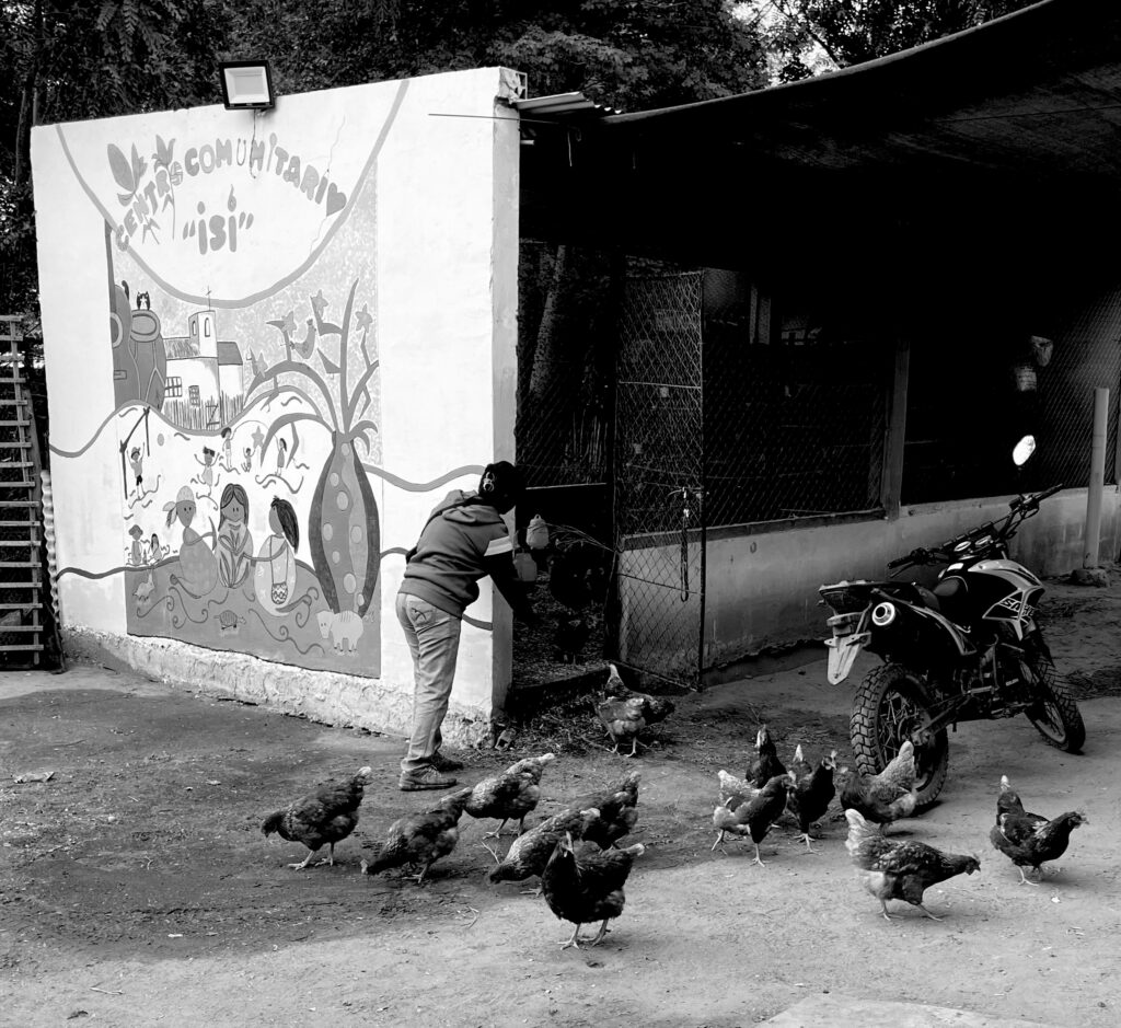Chicken run!