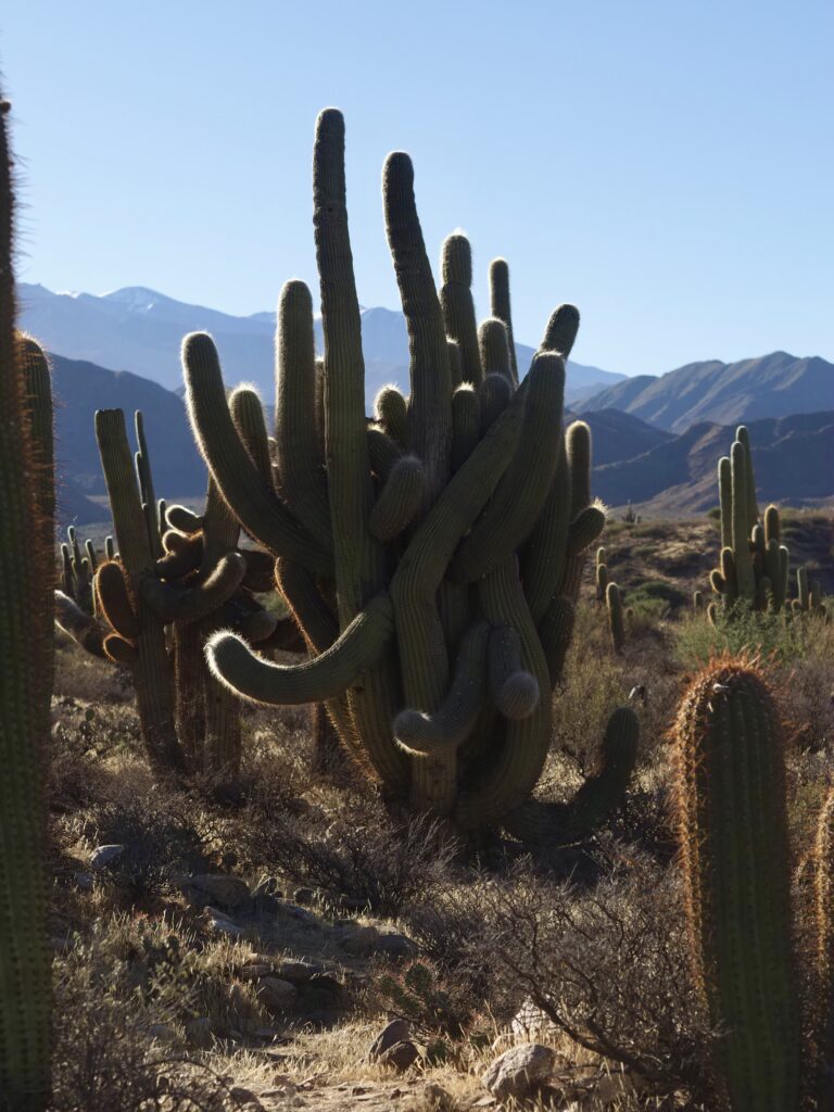 Valles Calchaquíes
