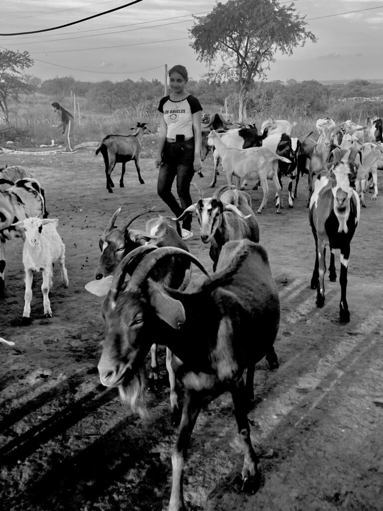 Entre cabras