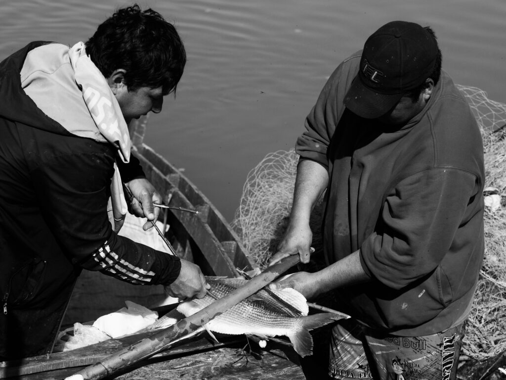 Y dos sábalos recién pescados