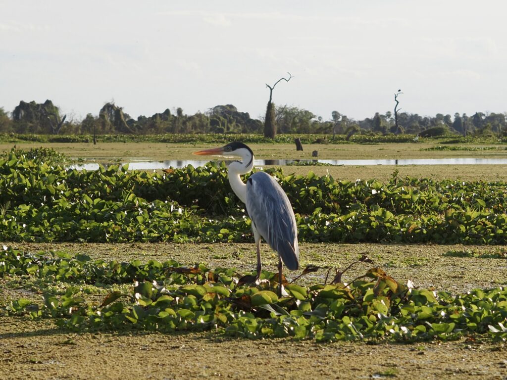Garza gris en el bañado de la Estrella